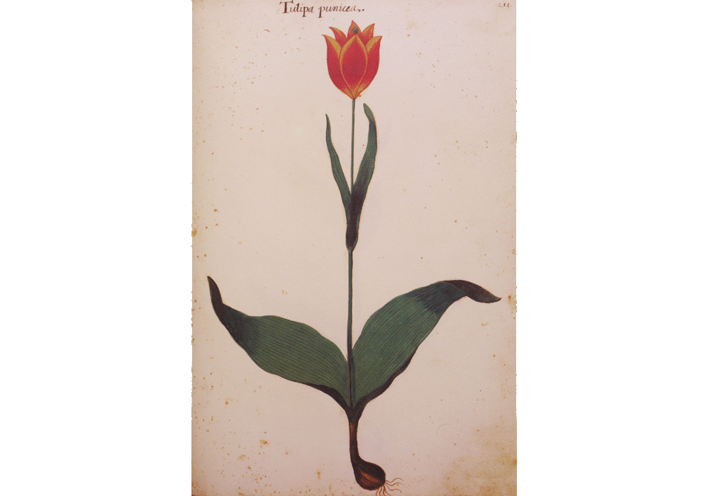 Atlas Historia Natural Felipe II-Codice Pomar-Hernandez-Manuscrito pictorico-Libro facsimil-Vicent Garcia Editores-11 Tulipan.